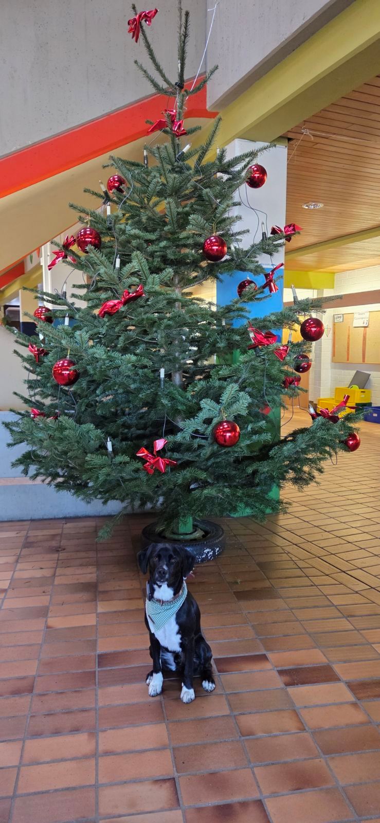 Advents- und Weihnachtszauber in der AKS
- Bild 20