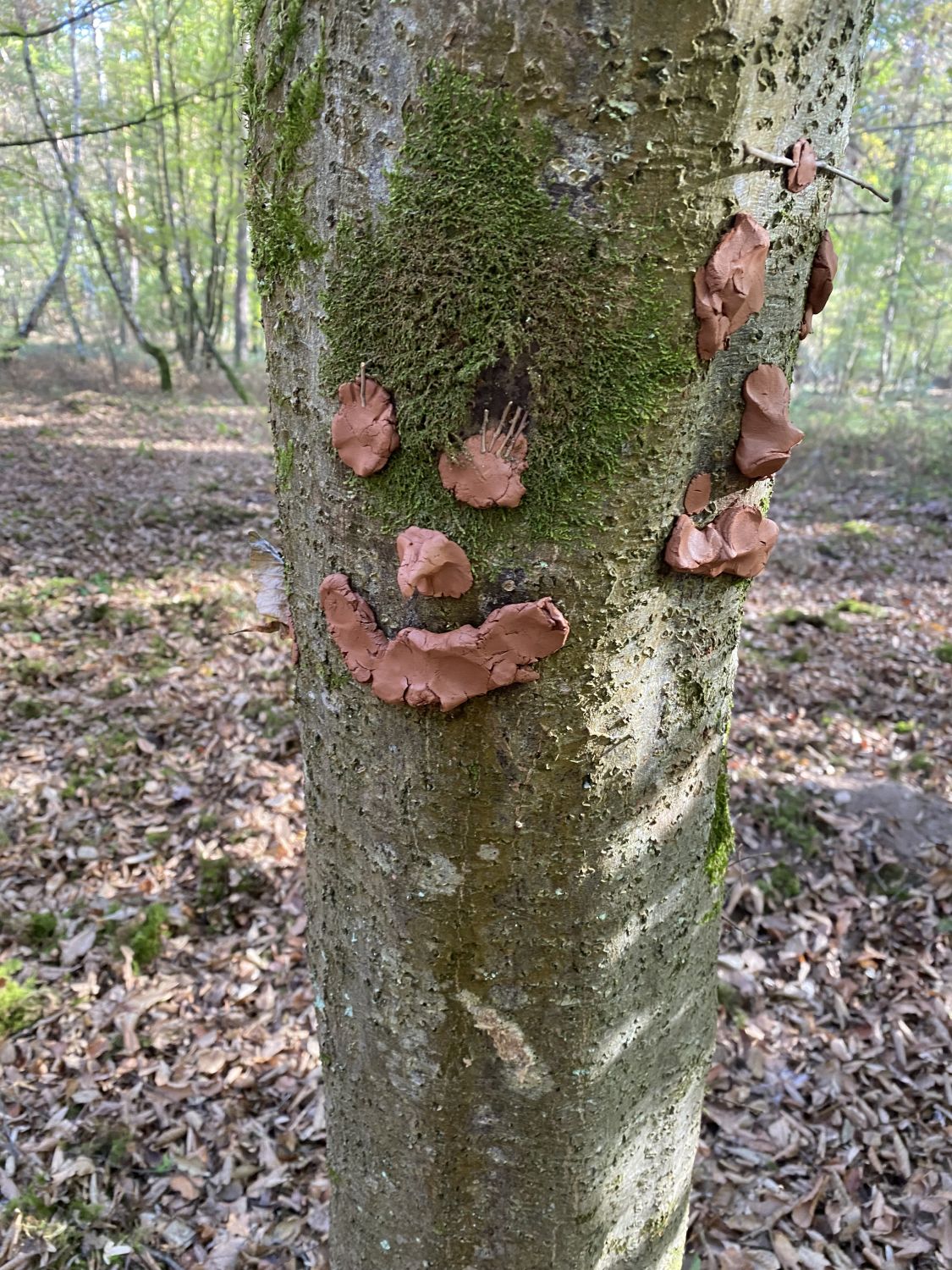 Ein spannender Waldtag der Klasse 2b - Bild 09